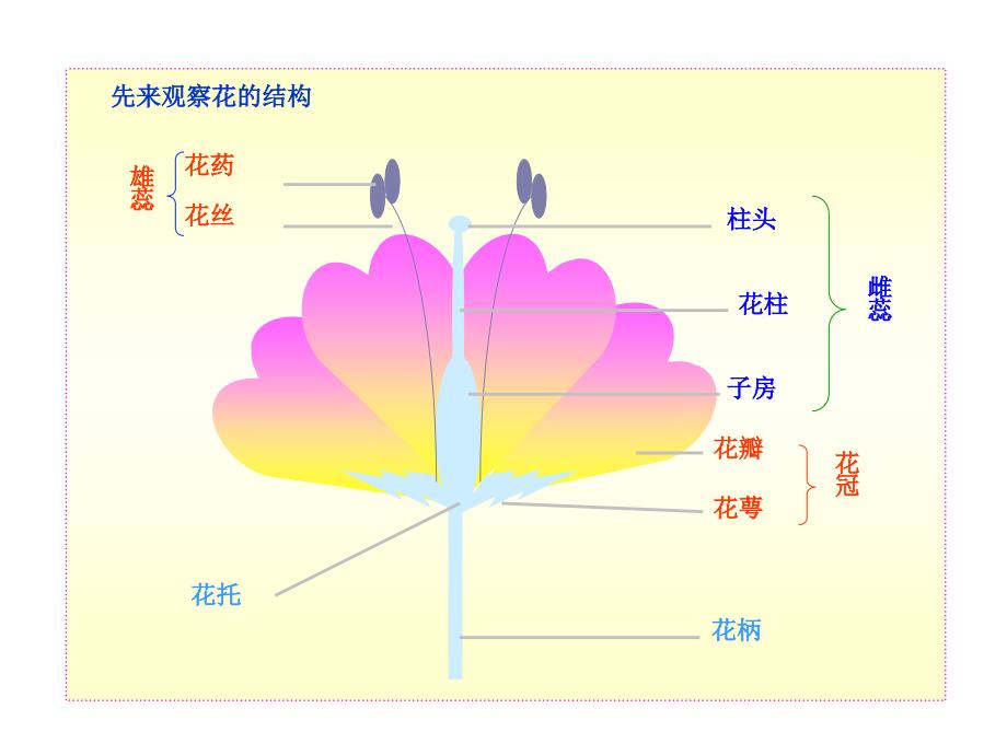 一章节生物生殖和发育一节植物生殖_第3页