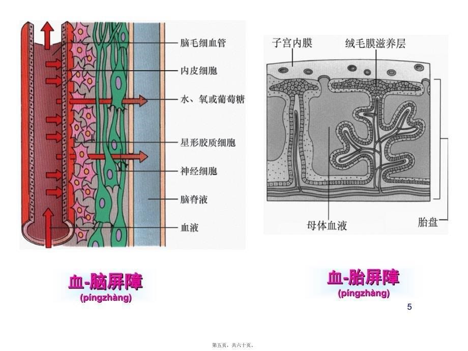 医学专题—第13章-固有免疫与抗感染免疫3498_第5页