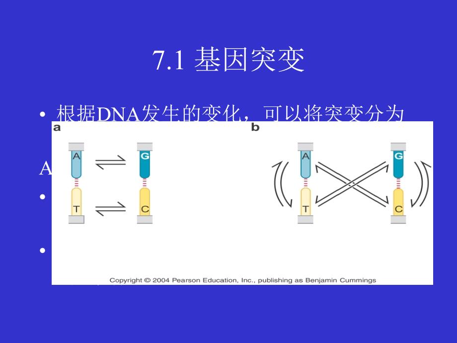 chapter7基因突变与遗传重组的分子机制_第4页