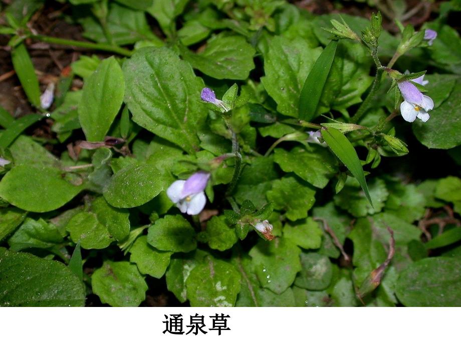 50种常见野花野草_第3页