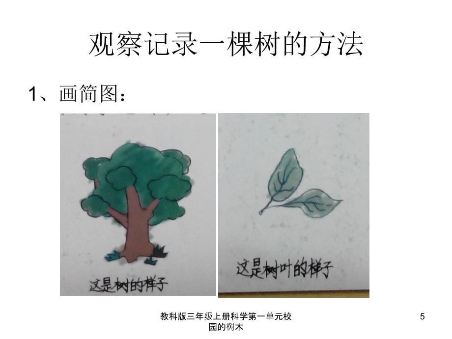 教科版三年级上册科学第一单元校园的树木课件_第5页