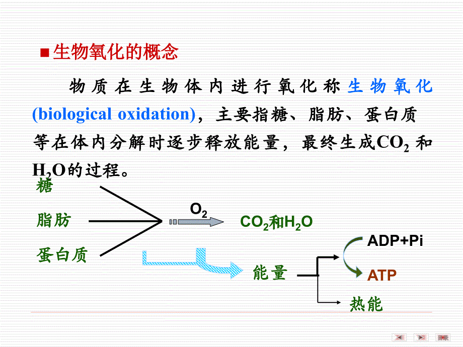 第06章生物氧化1_第2页