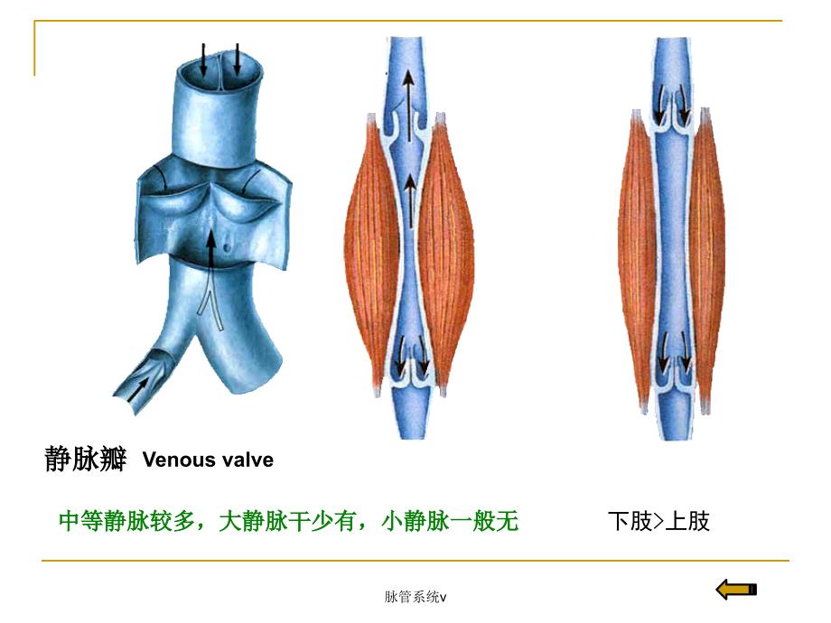 脉管系统v课件_第3页