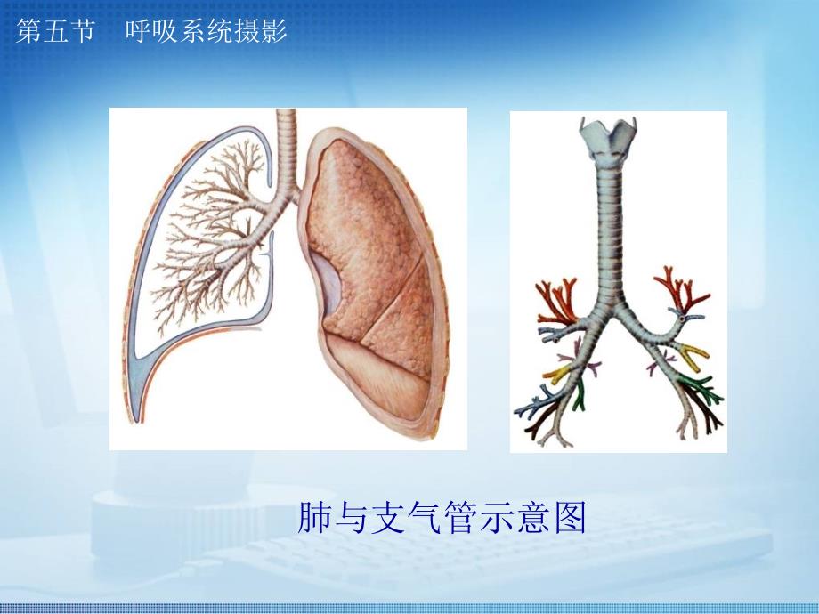 标准放射x线拍摄体位呼吸系统_第2页