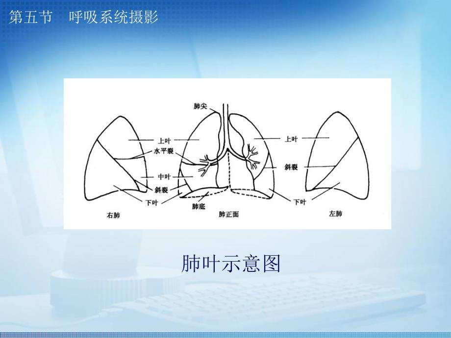 标准放射x线拍摄体位呼吸系统_第3页