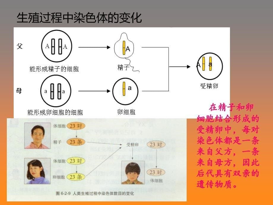 八年级生物下册基因在亲子代间的传递课件_第5页