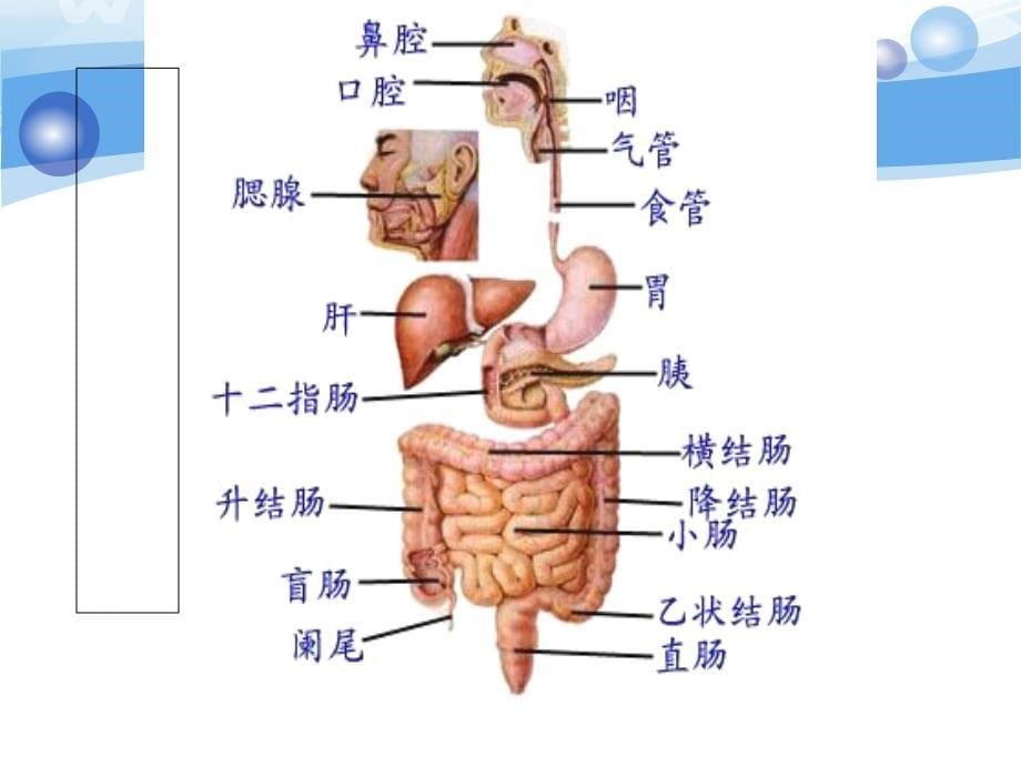 胆囊切除-胰十二指肠切除术后护理_第5页