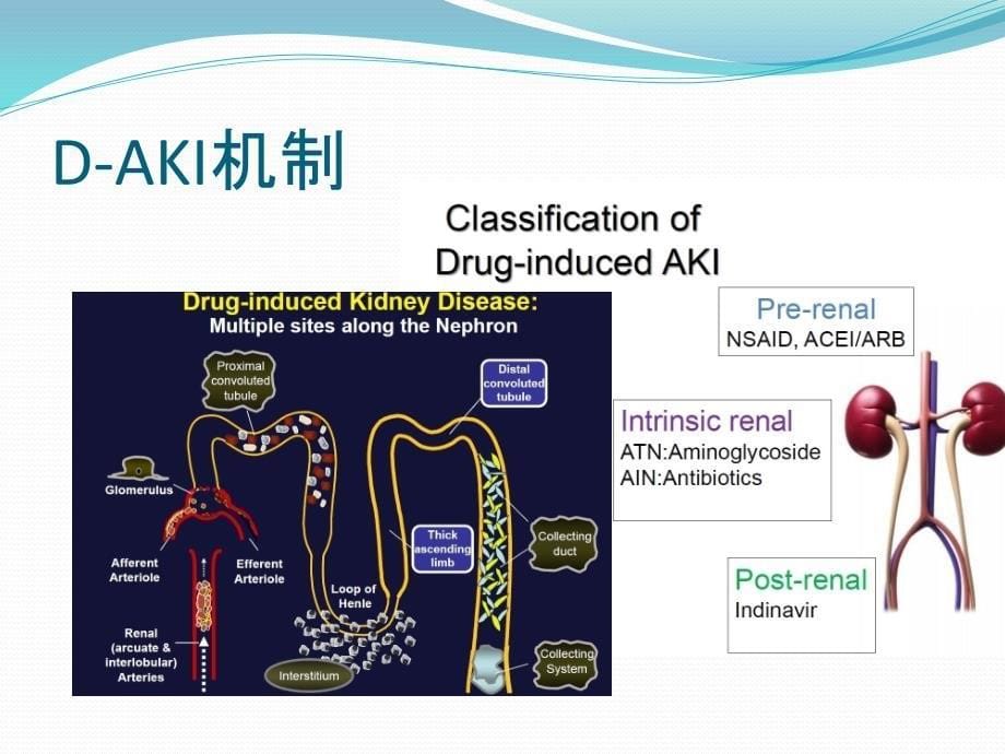 药物性急性肾损伤_第5页