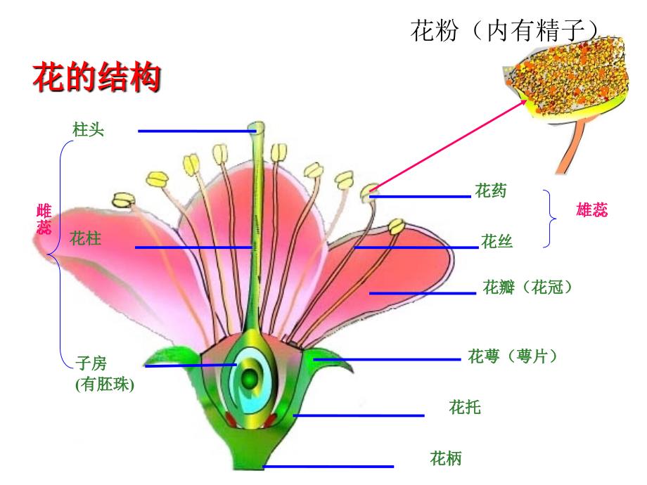 第三节　开花和结果 (2)_第4页