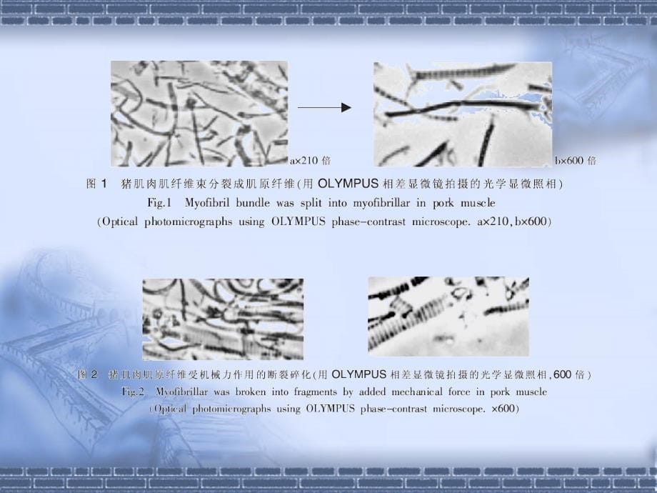 动物肉质与应激及预防措施44147_第5页