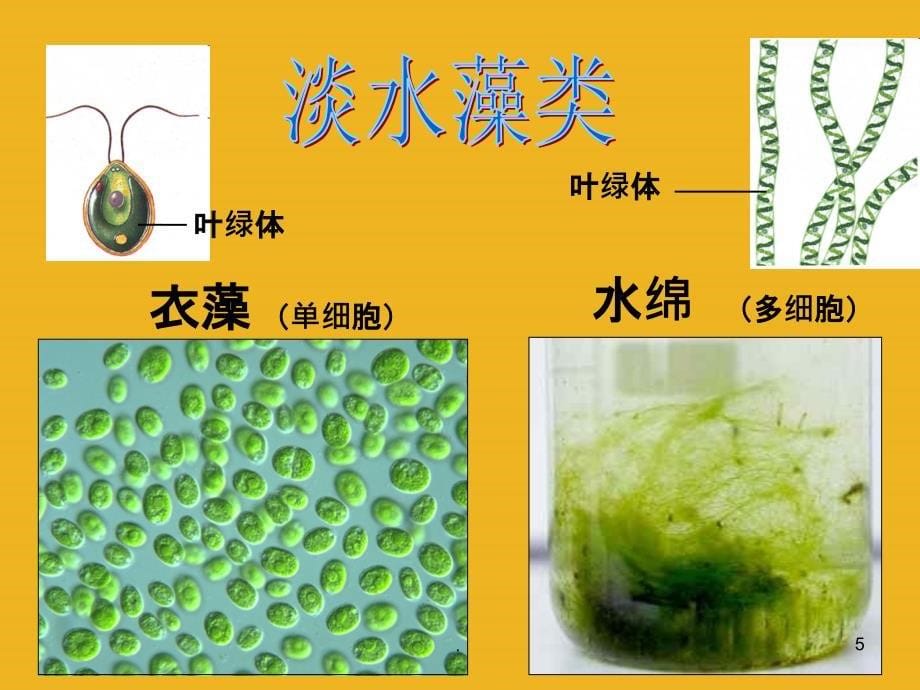 藻类苔藓与蕨类植物PPT课件_第5页