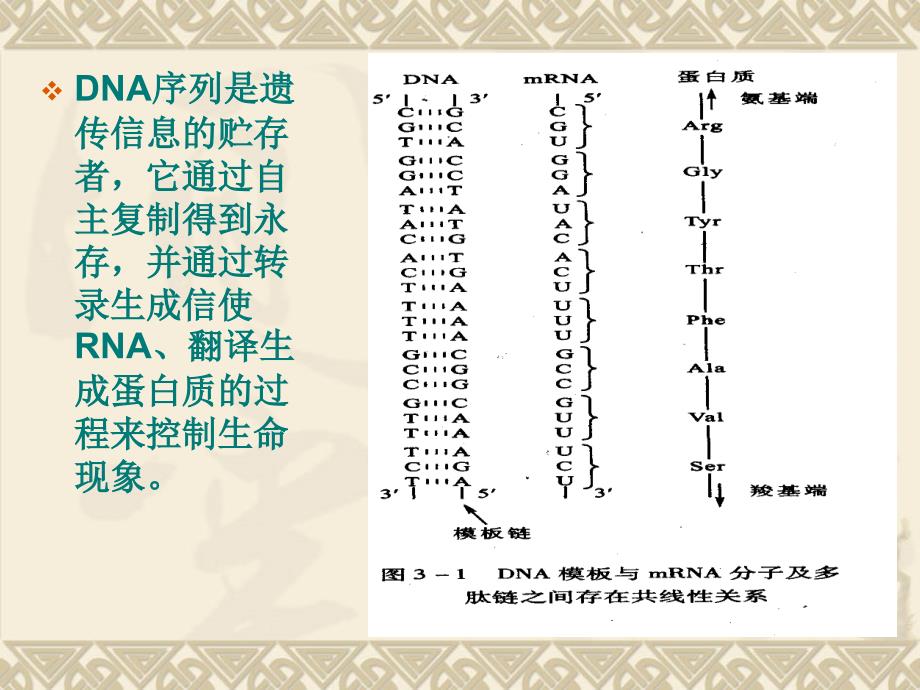 分子生物学第三章生物信息的传递上课件_第2页