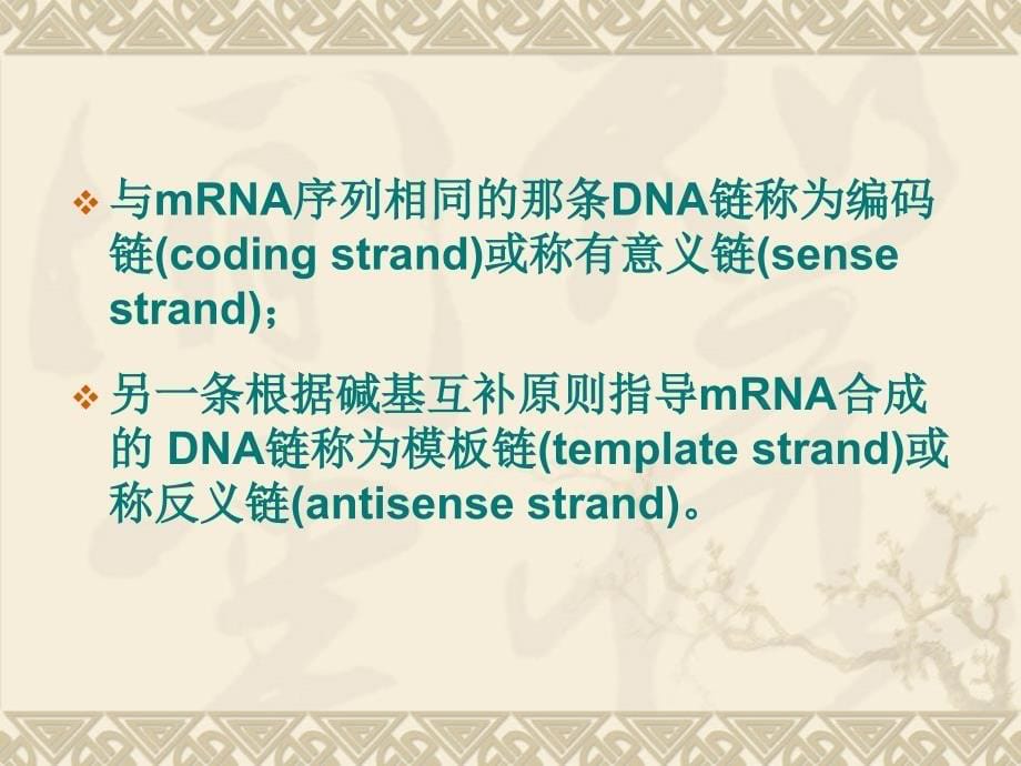 分子生物学第三章生物信息的传递上课件_第5页