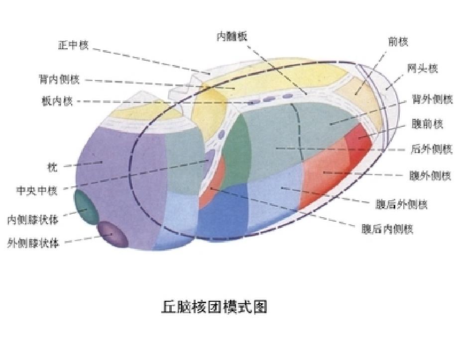 丘脑供血动脉与丘脑梗死_第3页