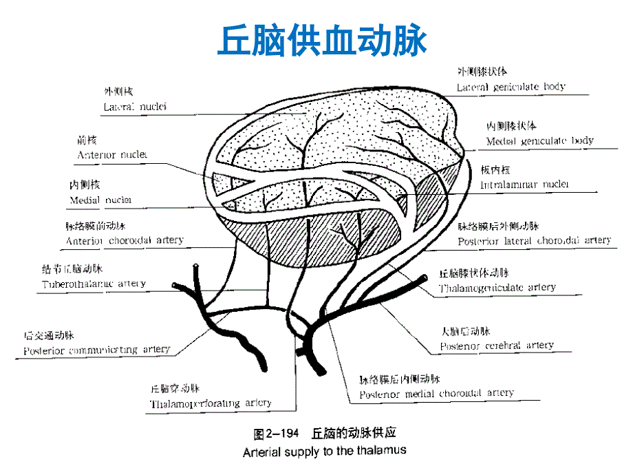 丘脑供血动脉与丘脑梗死_第4页