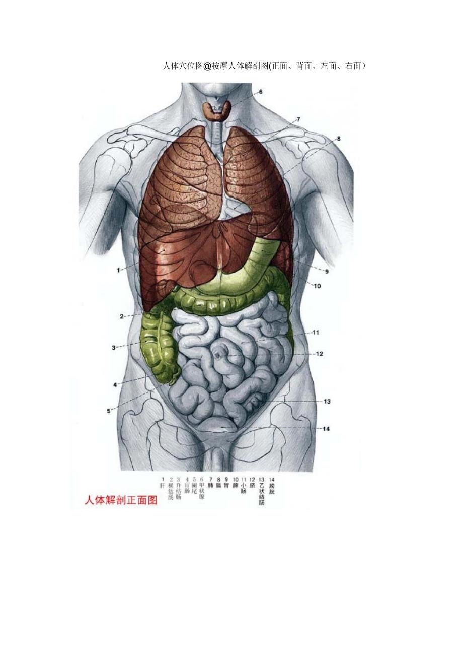 人体穴位图大全及详解_第1页