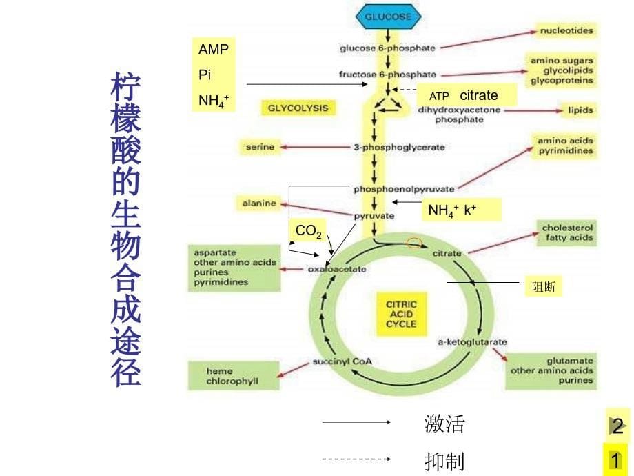 好氧发酵产物积累机制_第5页