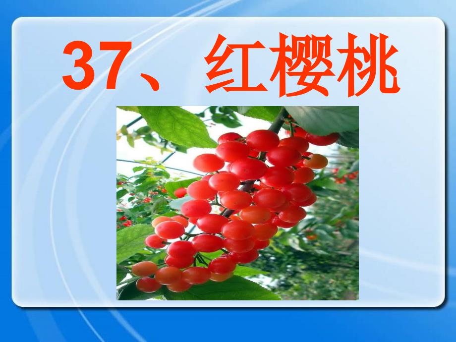 三年级语文下册第8单元37红樱桃课件3沪教版沪教版小学三年级下册语文课件_第2页