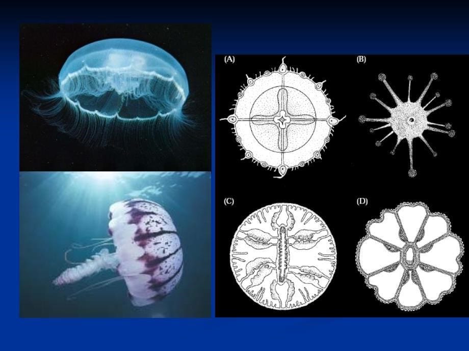 5-腔肠动物门_第5页