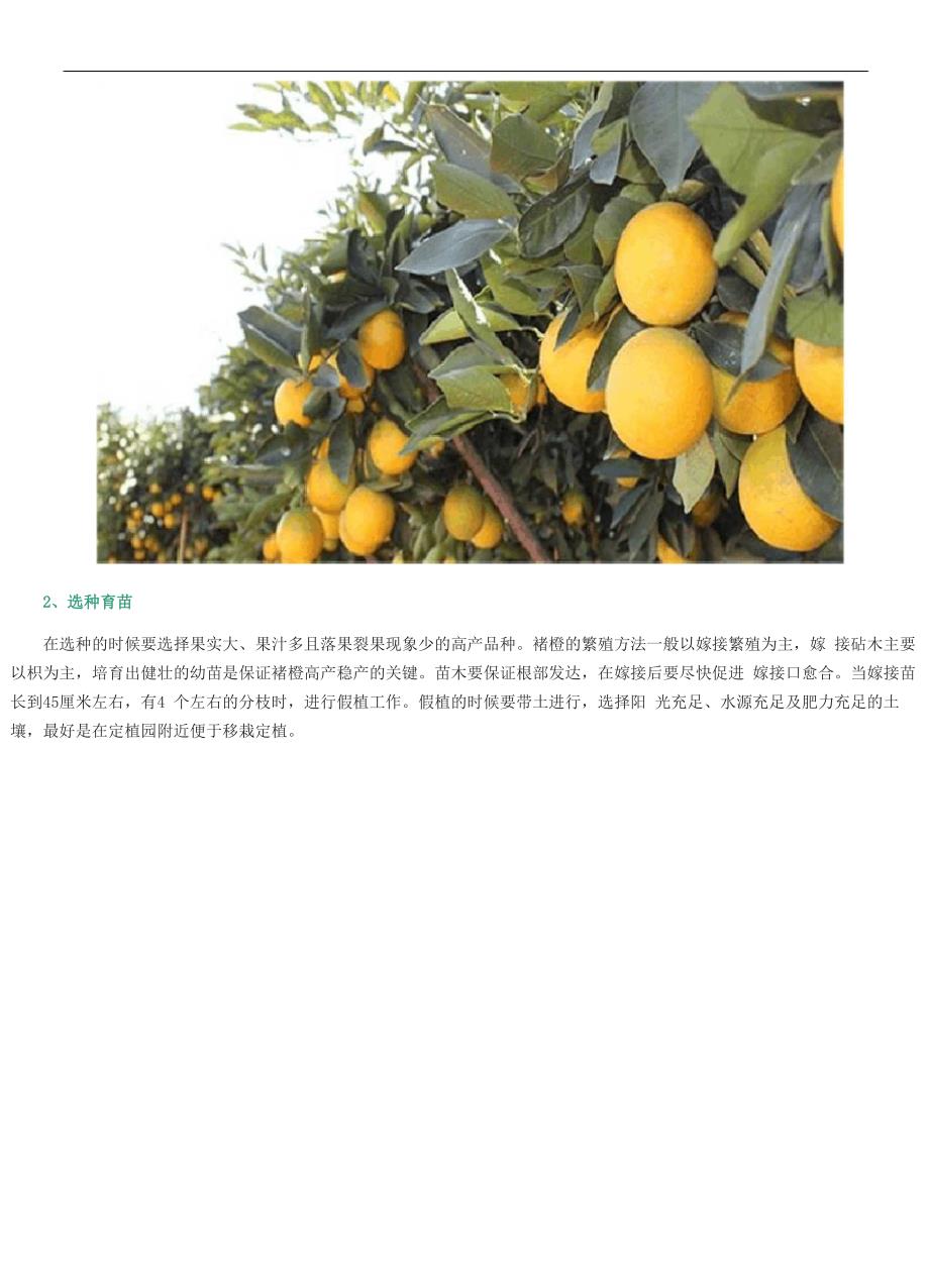 褚橙的种植技术_第2页