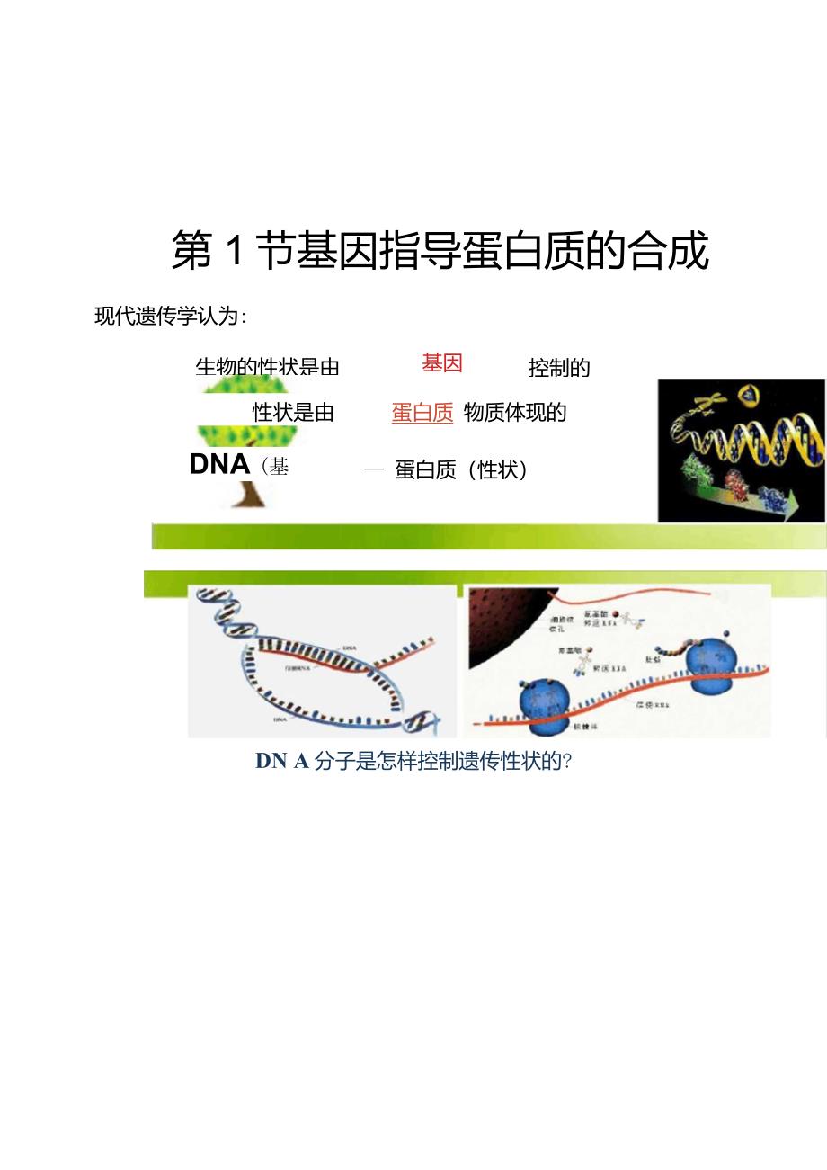 《基因指导蛋白质的合成》参考课件2._第1页