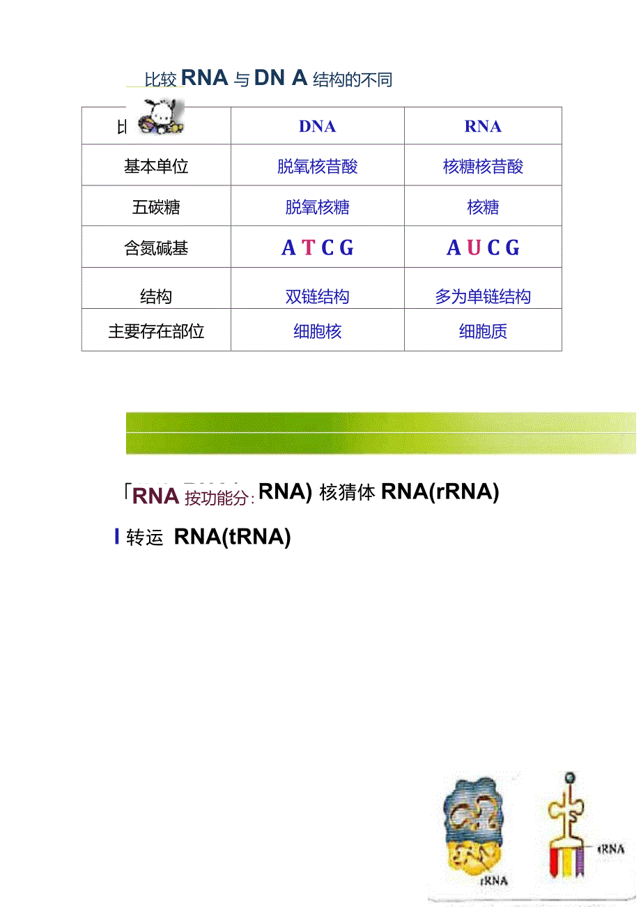 《基因指导蛋白质的合成》参考课件2._第4页