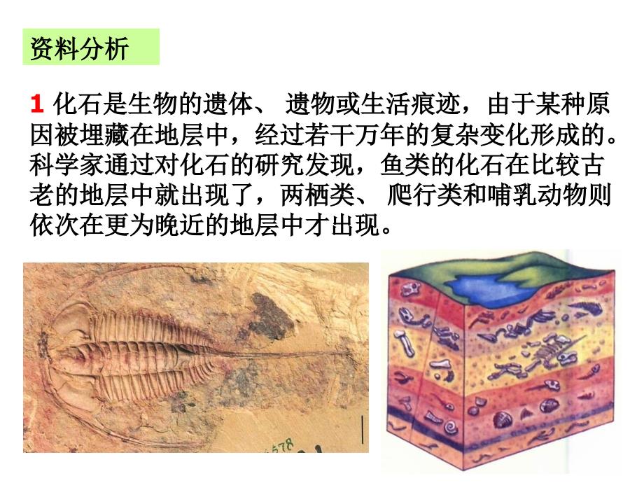 新人教版八年级下册第二节生物进化的历程资料_第4页