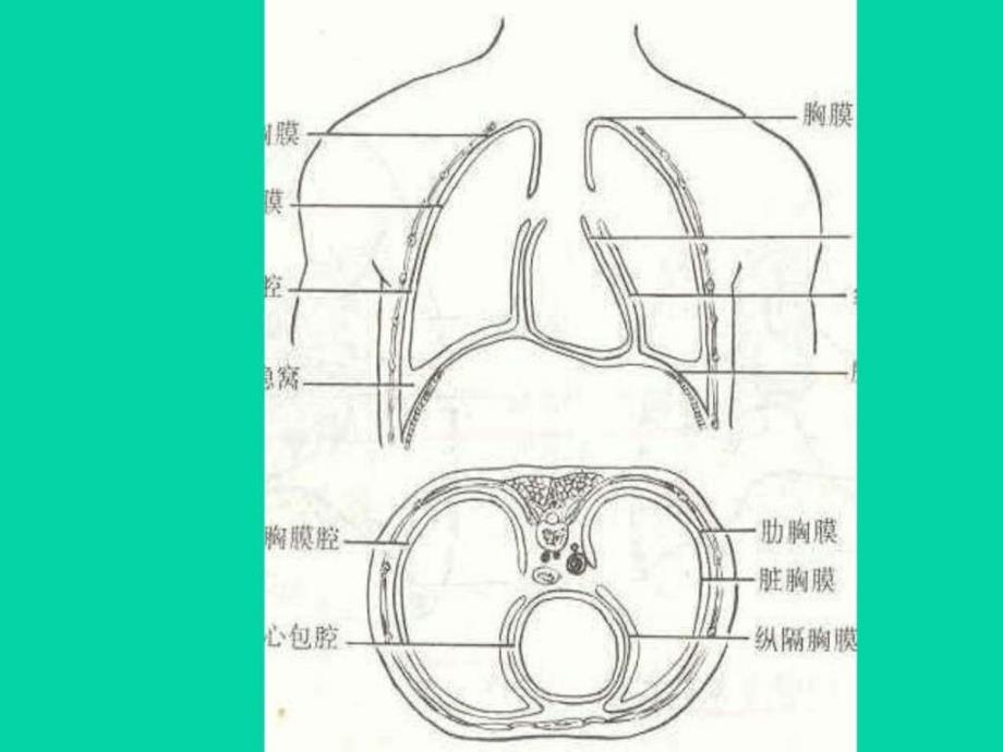 胸腔的超声诊断学.ppt_第5页