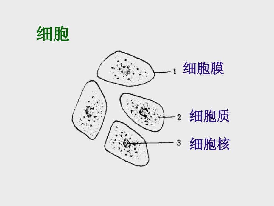 人体的细胞是如何组织起来的PPT课件_第2页