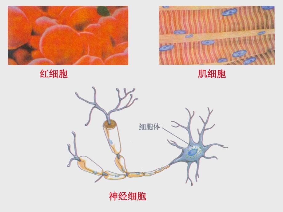 人体的细胞是如何组织起来的PPT课件_第3页