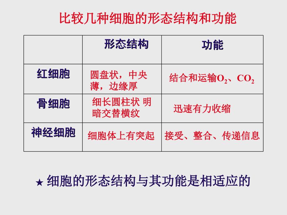 人体的细胞是如何组织起来的PPT课件_第4页