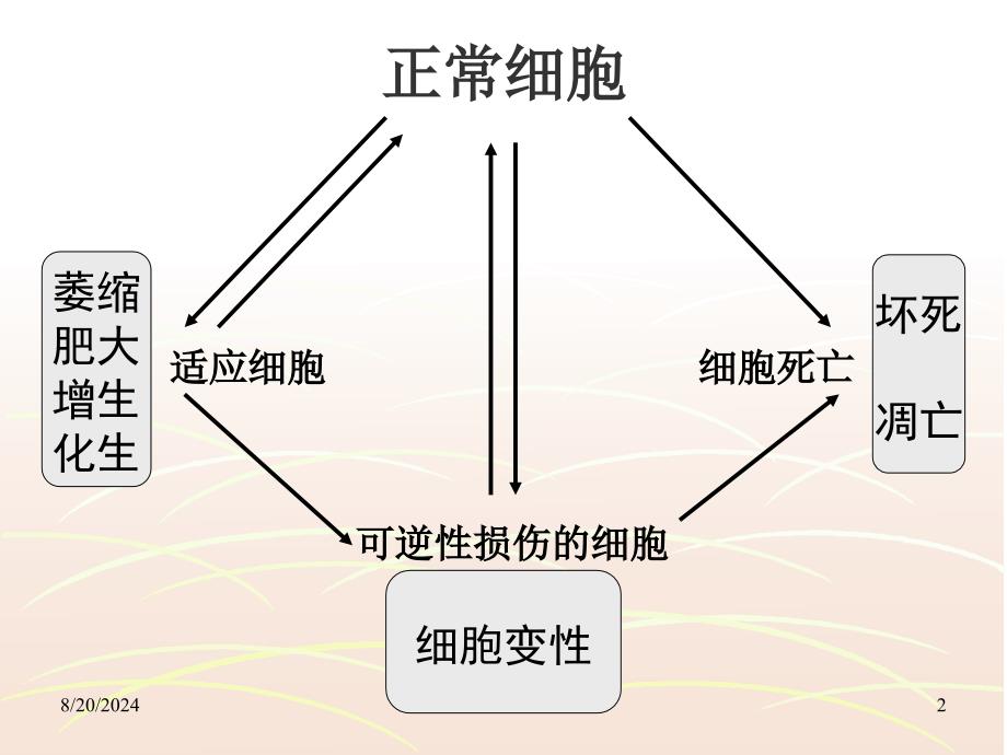 病理学本科课件-适应、损伤.ppt_第2页