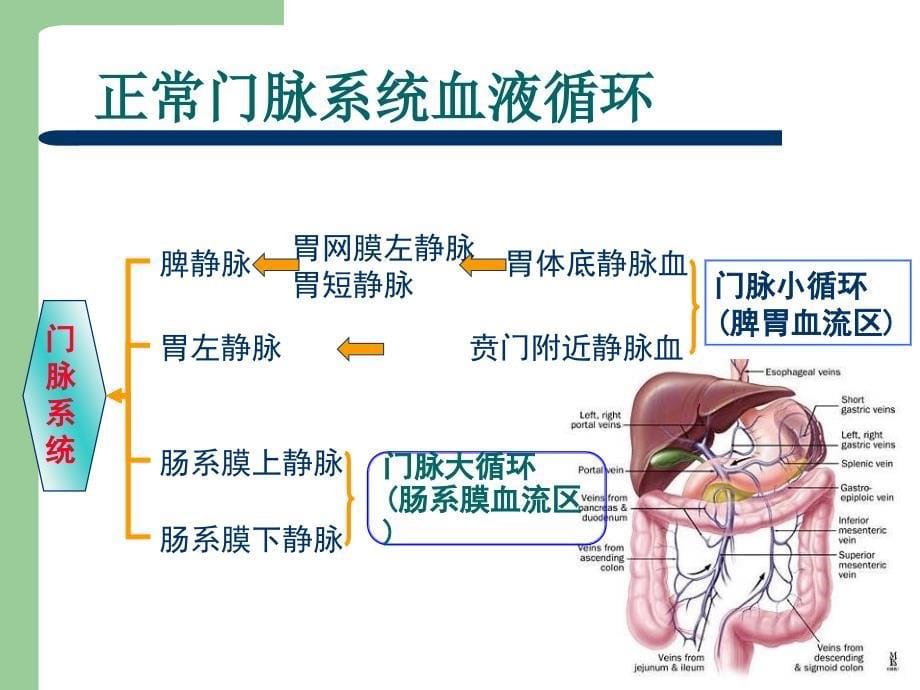 《胰源性门脉高压症》PPT课件_第5页