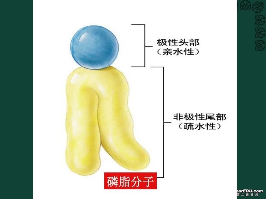 细胞膜流动镶嵌模型_第5页