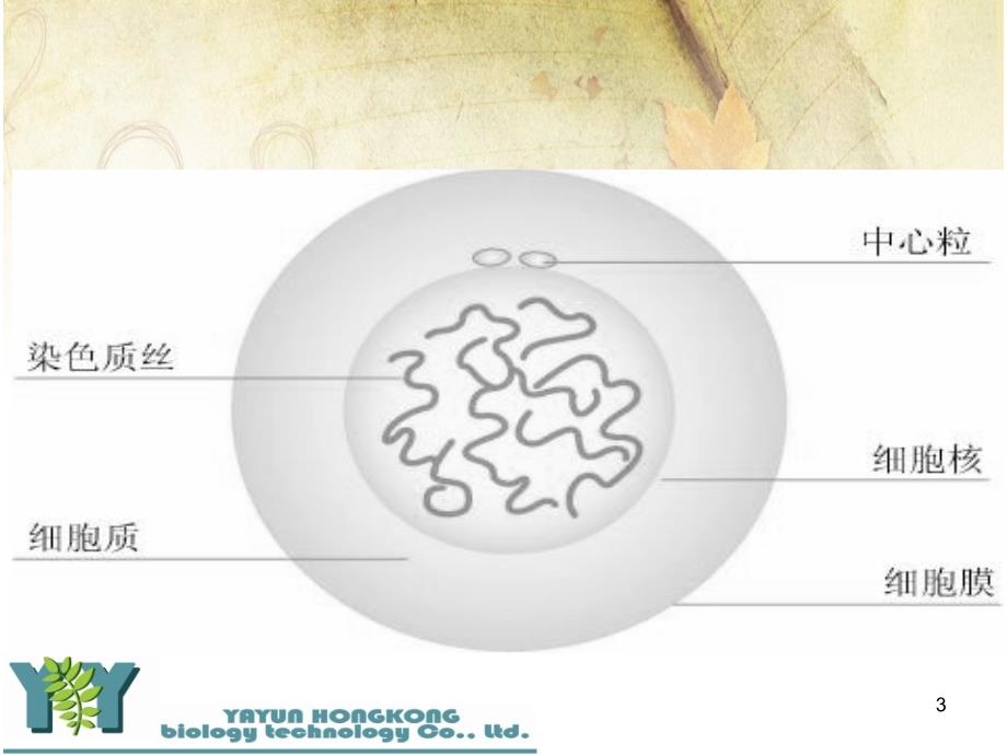 皮肤生理学及皮肤问题课堂PPT_第3页