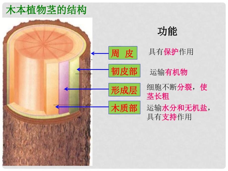 八年级生物上册 4.1.7《植物的营养生殖》课件2 （新版）济南版_第2页