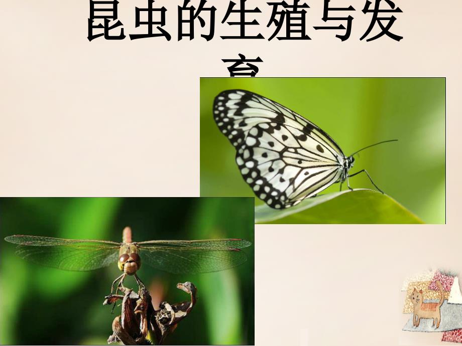 广东省东莞市谢岗中学八年级生物下册 第二批教学能手评选 7.1.2 昆虫的生殖和发育课件 新版新人教版_第3页