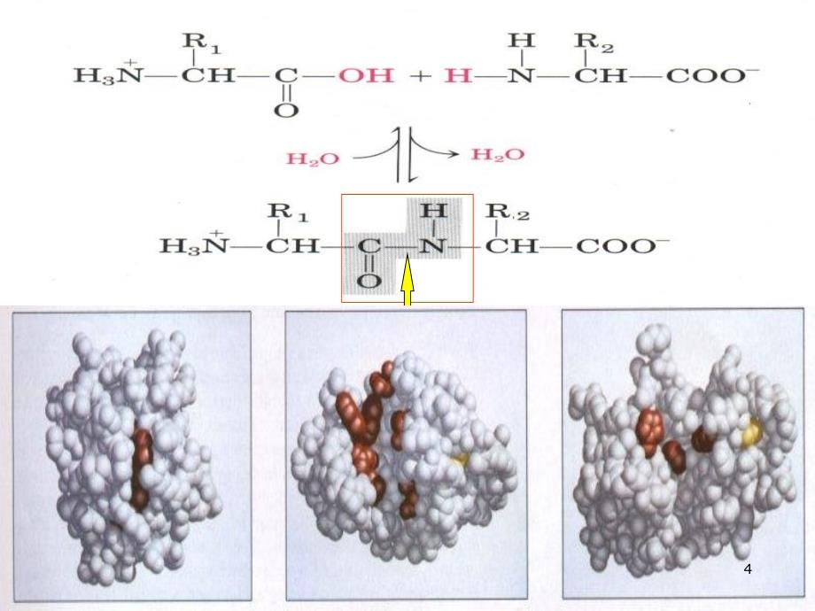 蛋白质化学第1-2节_第4页