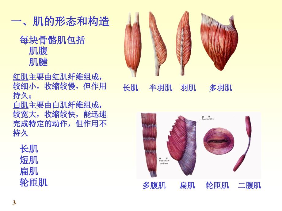 肌学和内脏学_第3页