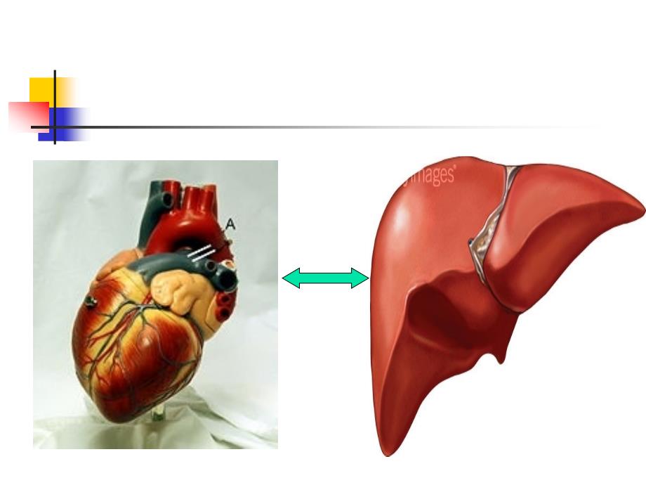 肝脏疾病和心脏疾病相互影响课件_第2页