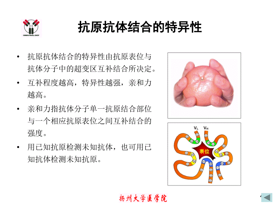 医学免疫学教学课件：第十八讲 免疫学检测技术的基本原理 (2)_第4页