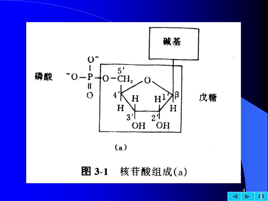 第三章核酸的结构与功能_第4页