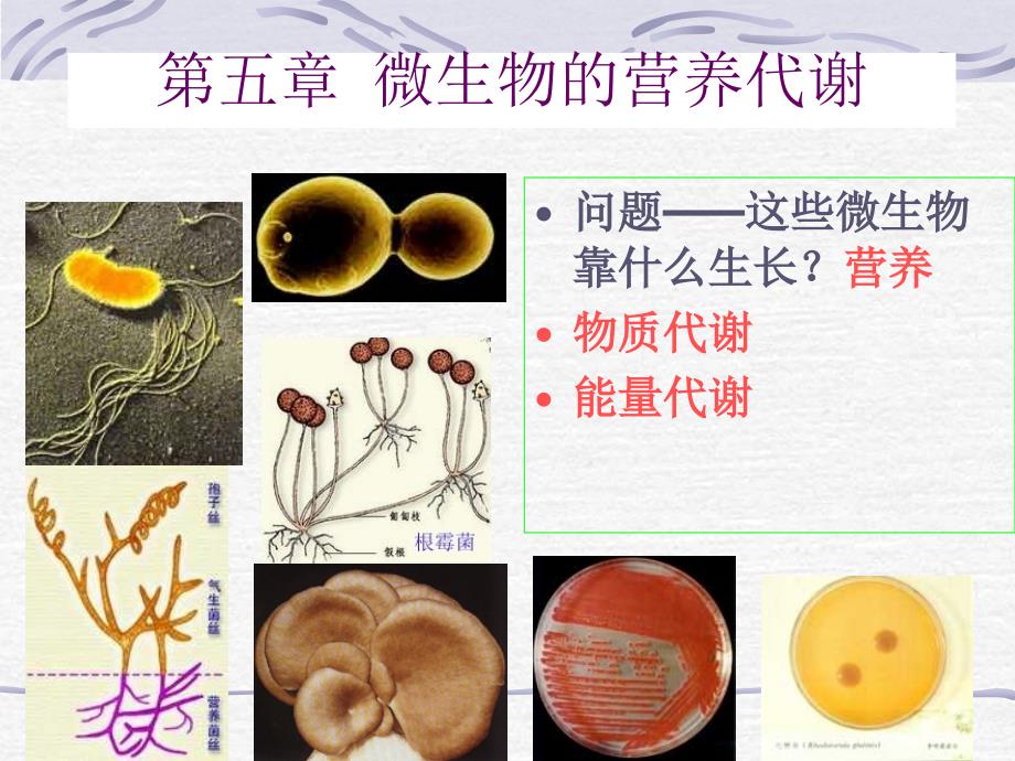 5微生物的营养代谢_第1页