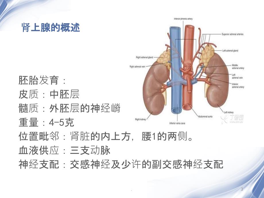 肾上腺肿瘤CTPPT课件_第3页