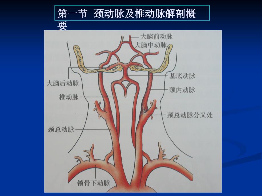 全系颈动脉疾病B超诊断图解.ppt_第2页