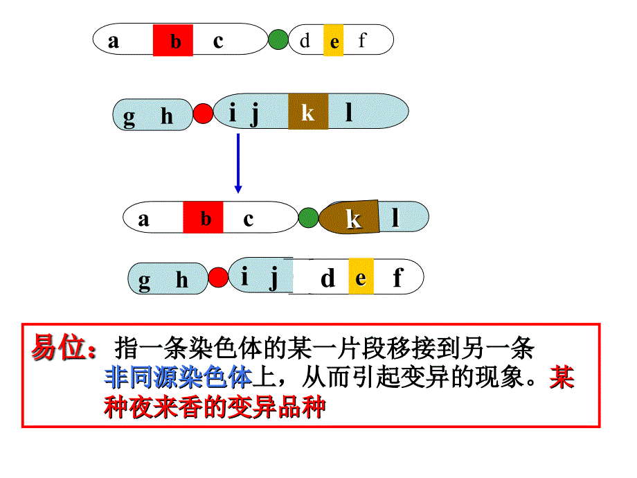 生物52染色体变异课件1新人教版必修课件_第4页