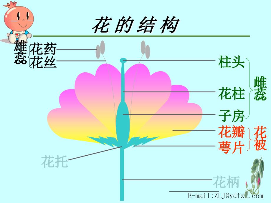 植物生殖方式的多样性.ppt_第2页