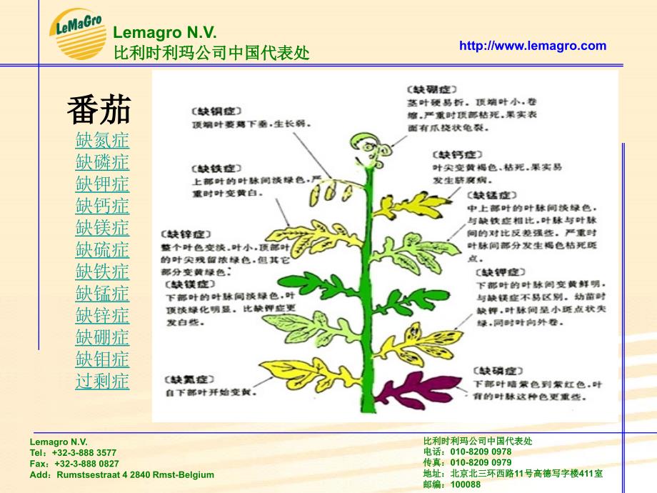 番茄缺素症图谱课件_第1页