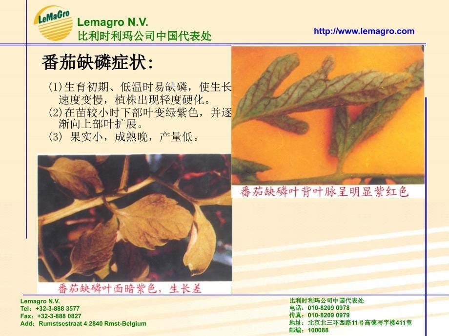 番茄缺素症图谱课件_第5页