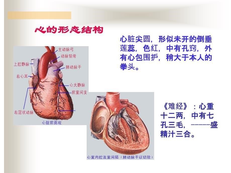 《中医藏象学》PPT课件_第5页